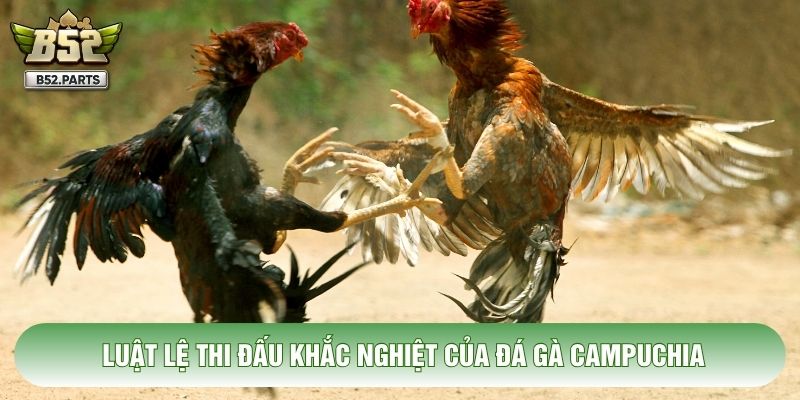 Luật lệ thi đấu khắc nghiệt của đá gà Campuchia