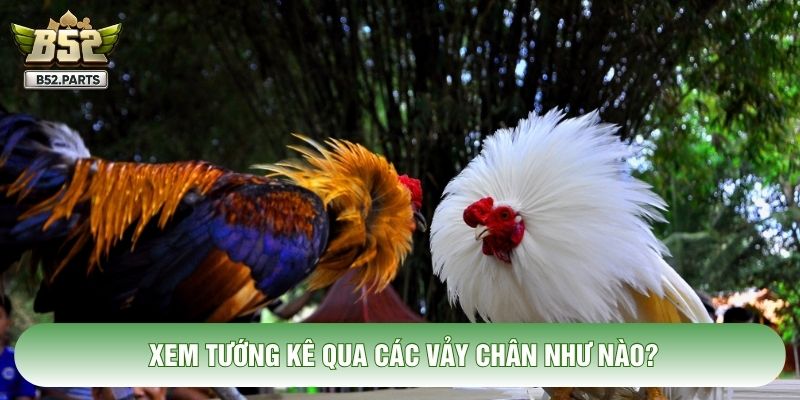 Xem tướng kê qua các vảy chân như nào?
