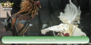 Đá Gà Cựa Sắt: Nghệ Thuật Băng Cựa Cùng Chiến Thuật