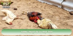Tường Thuật Đá Gà Trực Tiếp: Giải Mã Sức Hút Công Nghệ